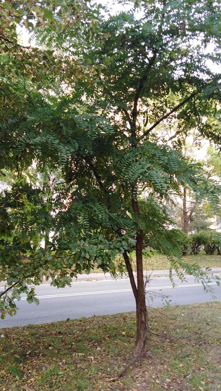 Robinia akacjowa