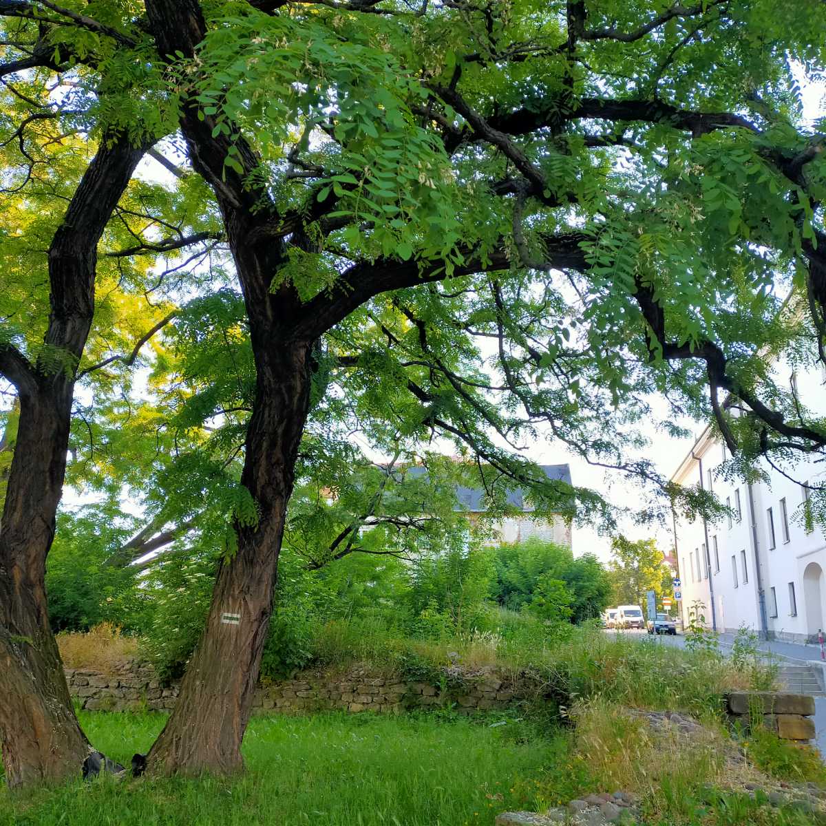 Robinia akacjowa