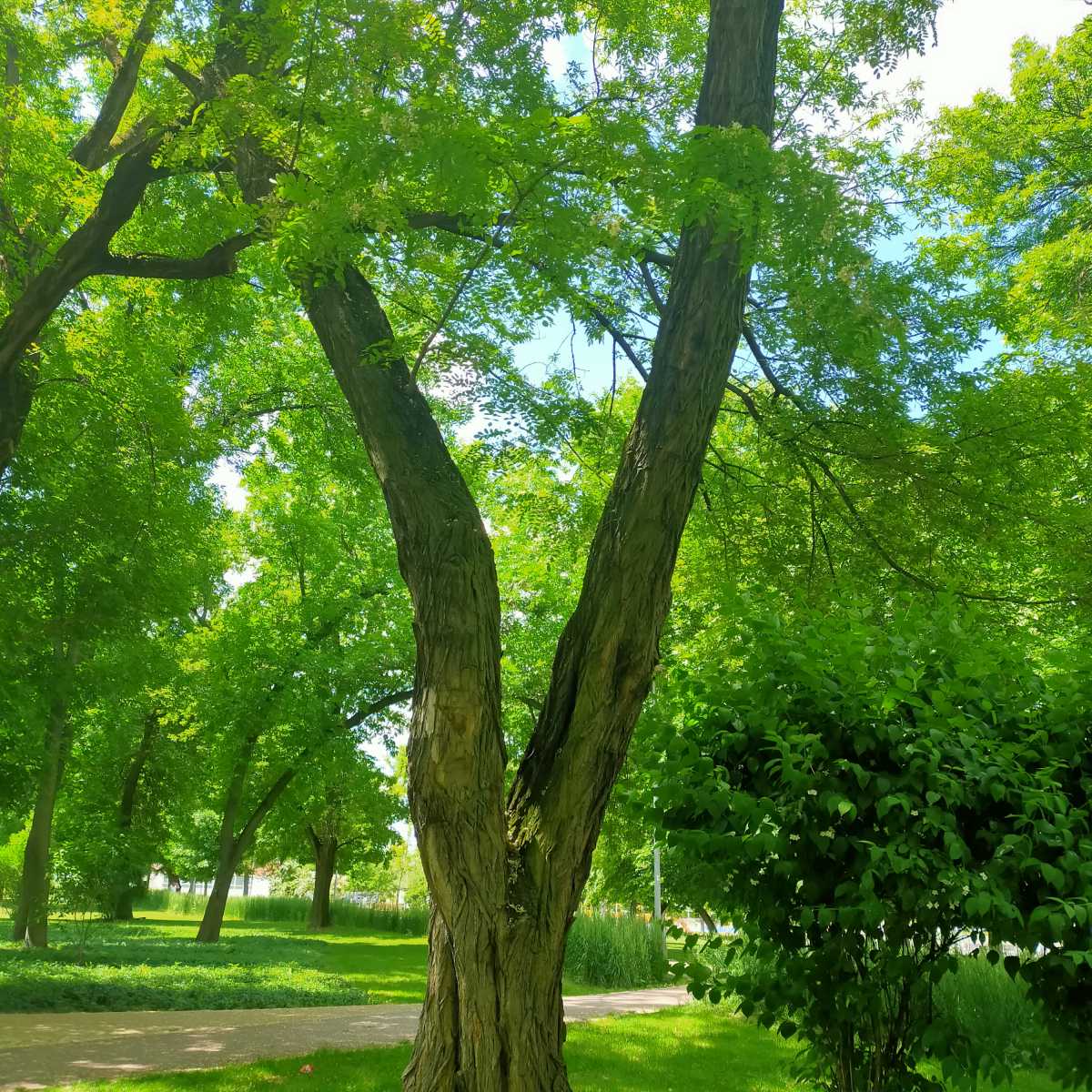 Robinia akacjowa