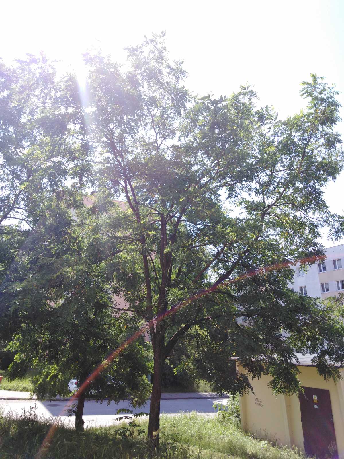 Robinia akacjowa