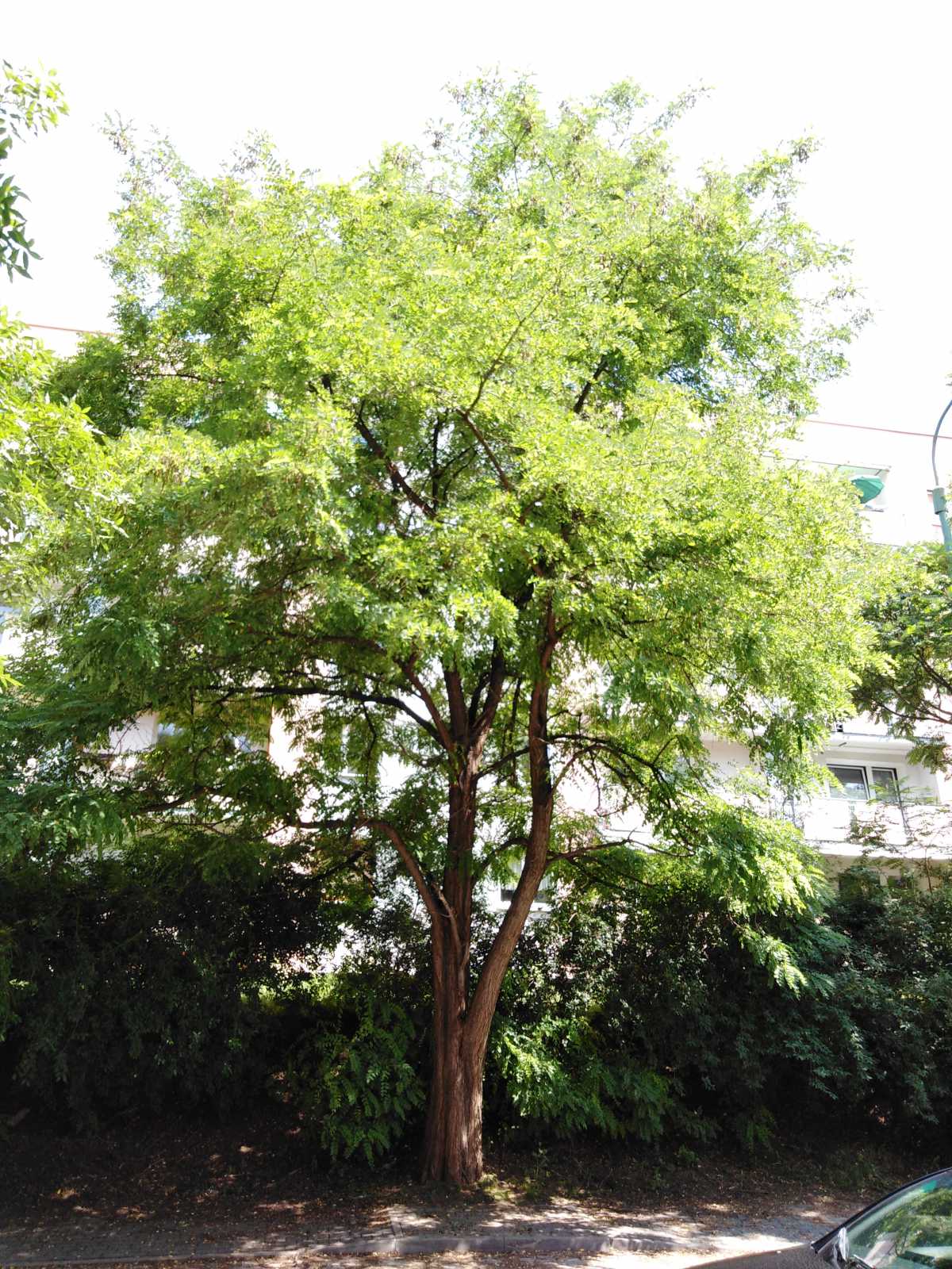 Robinia akacjowa