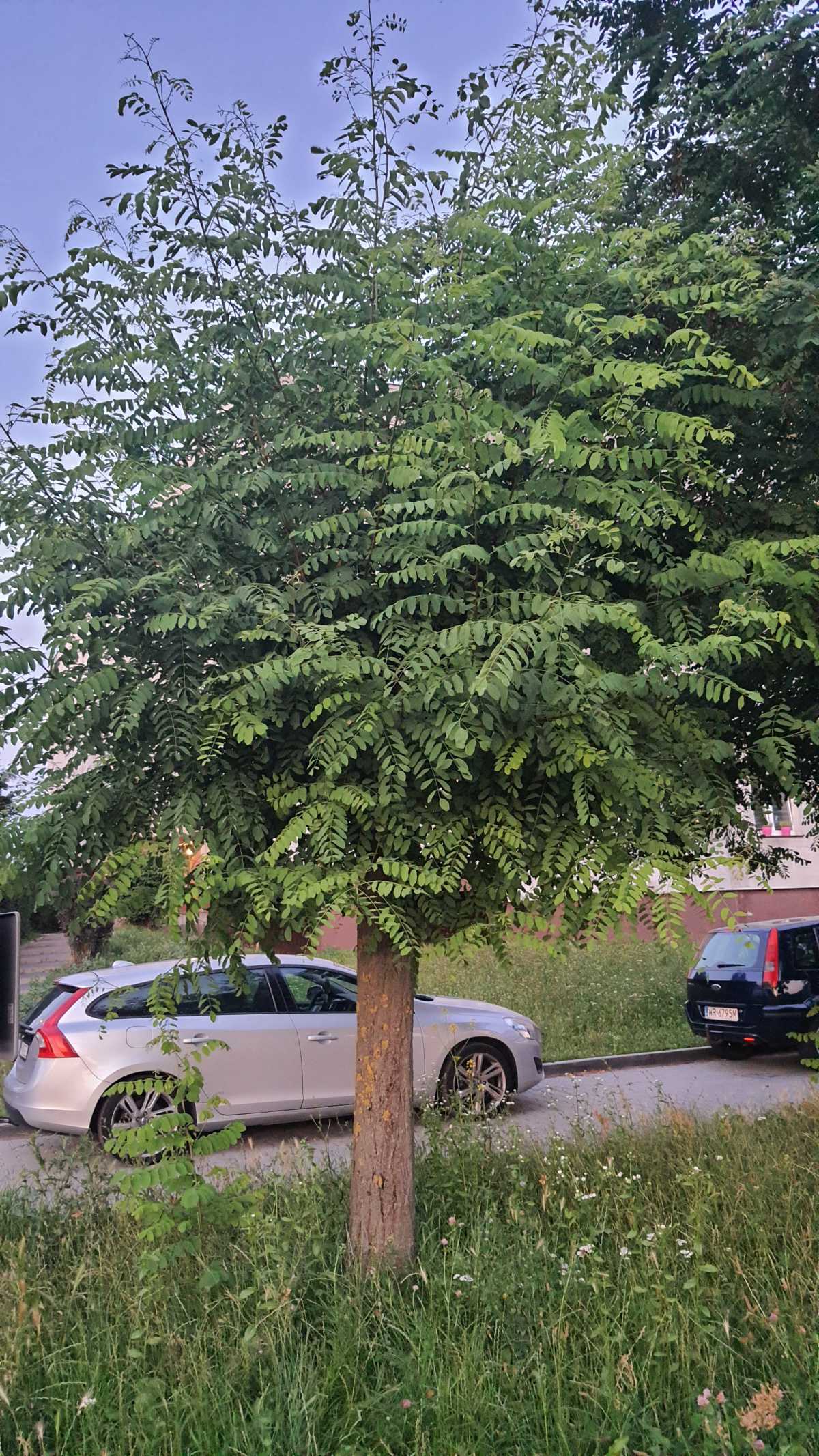 Robinia akacjowa