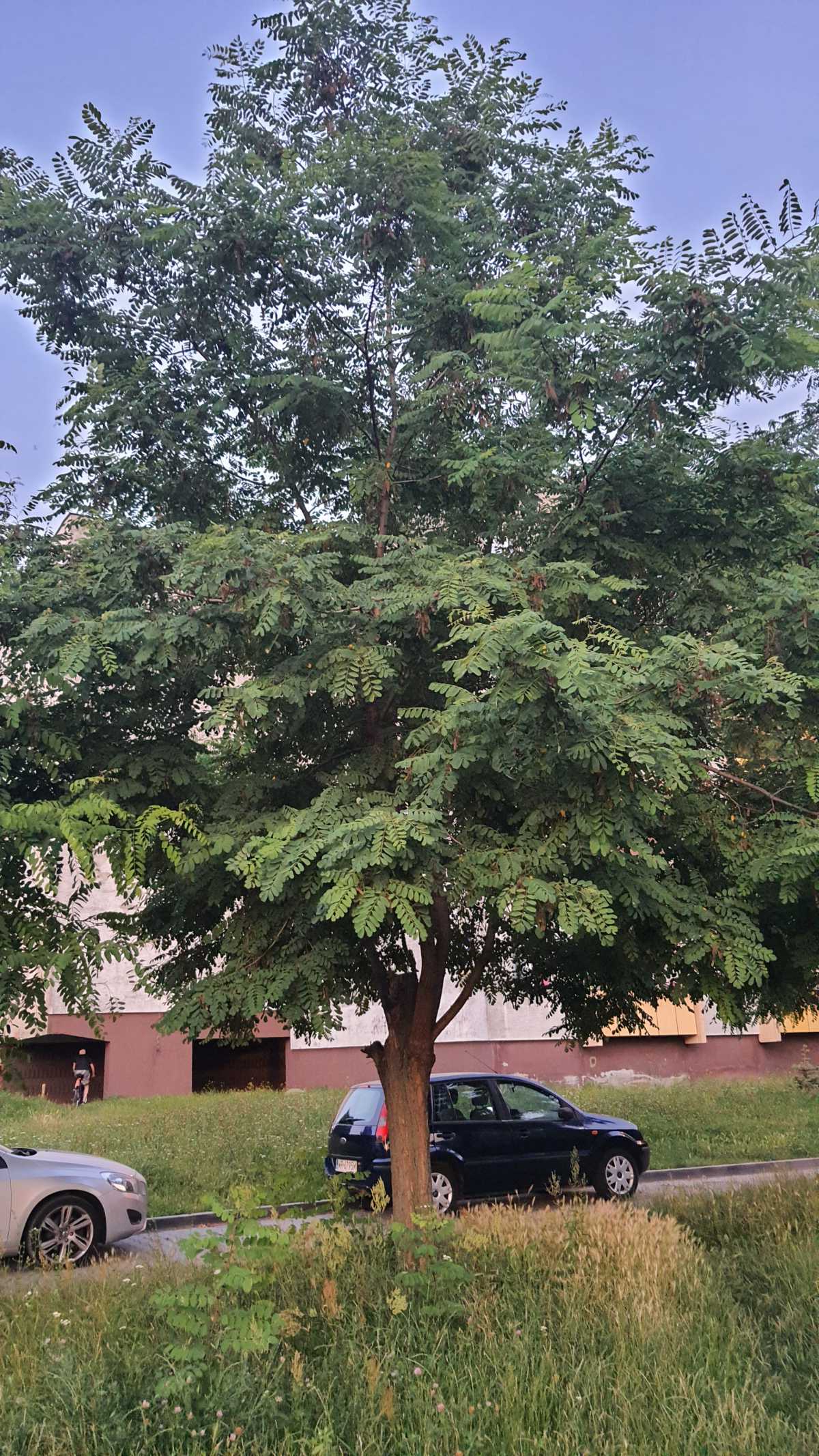 Robinia akacjowa