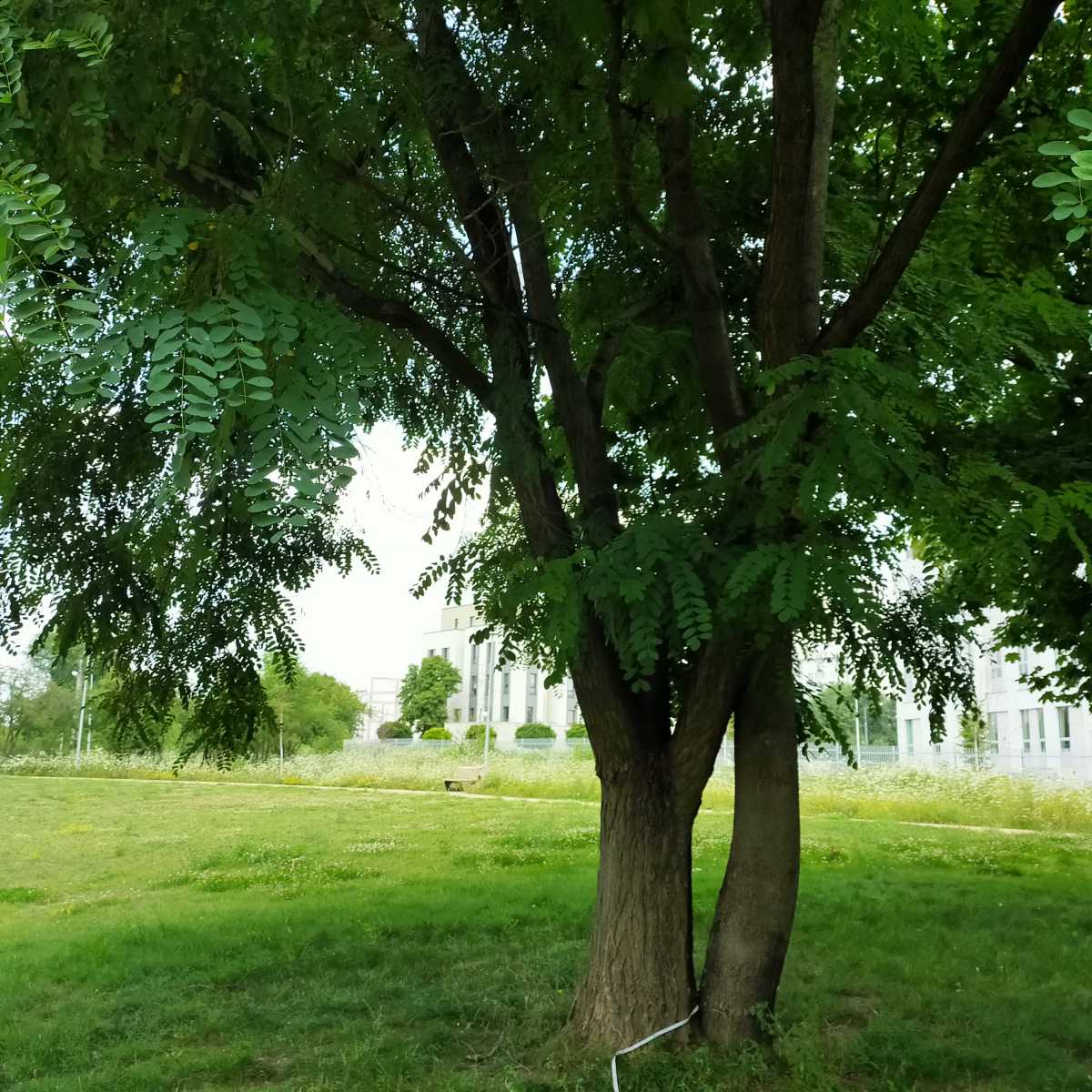 Robinia akacjowa