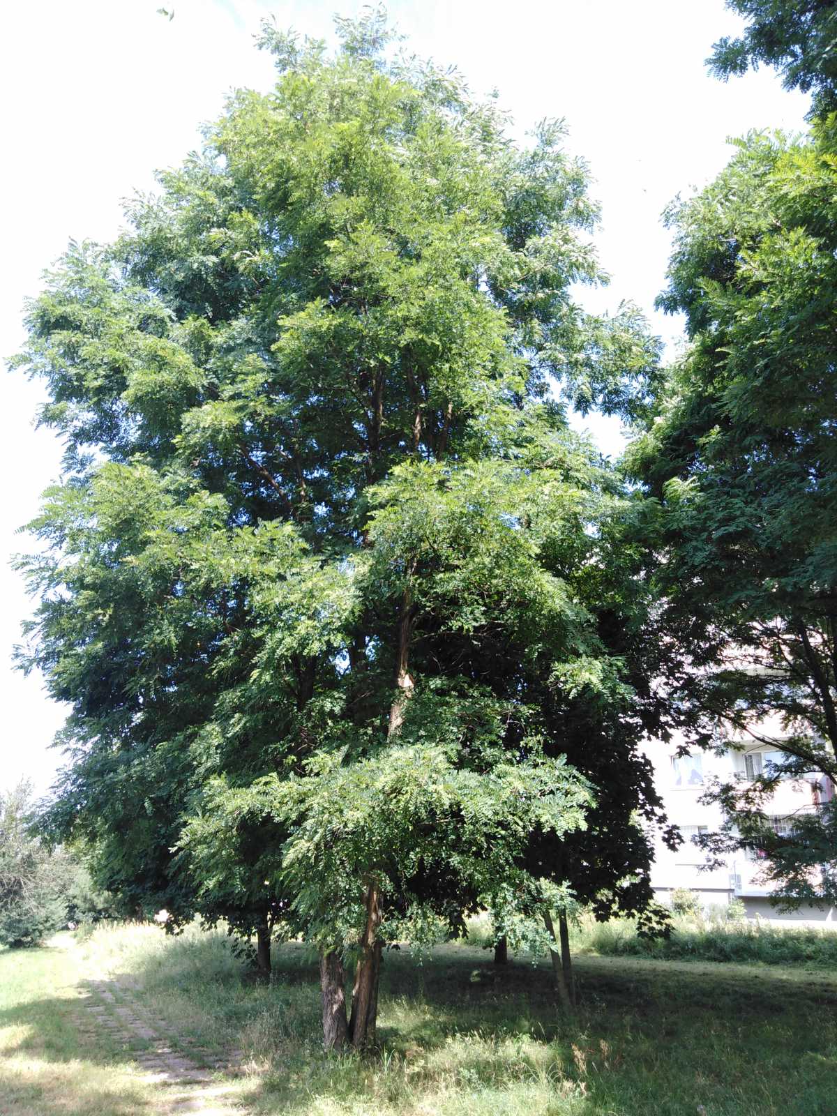 Robinia akacjowa