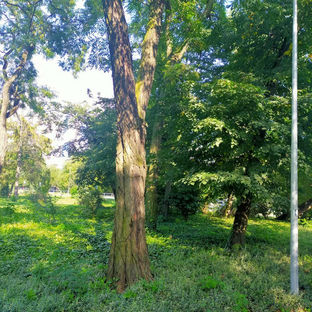 Robinia akacjowa