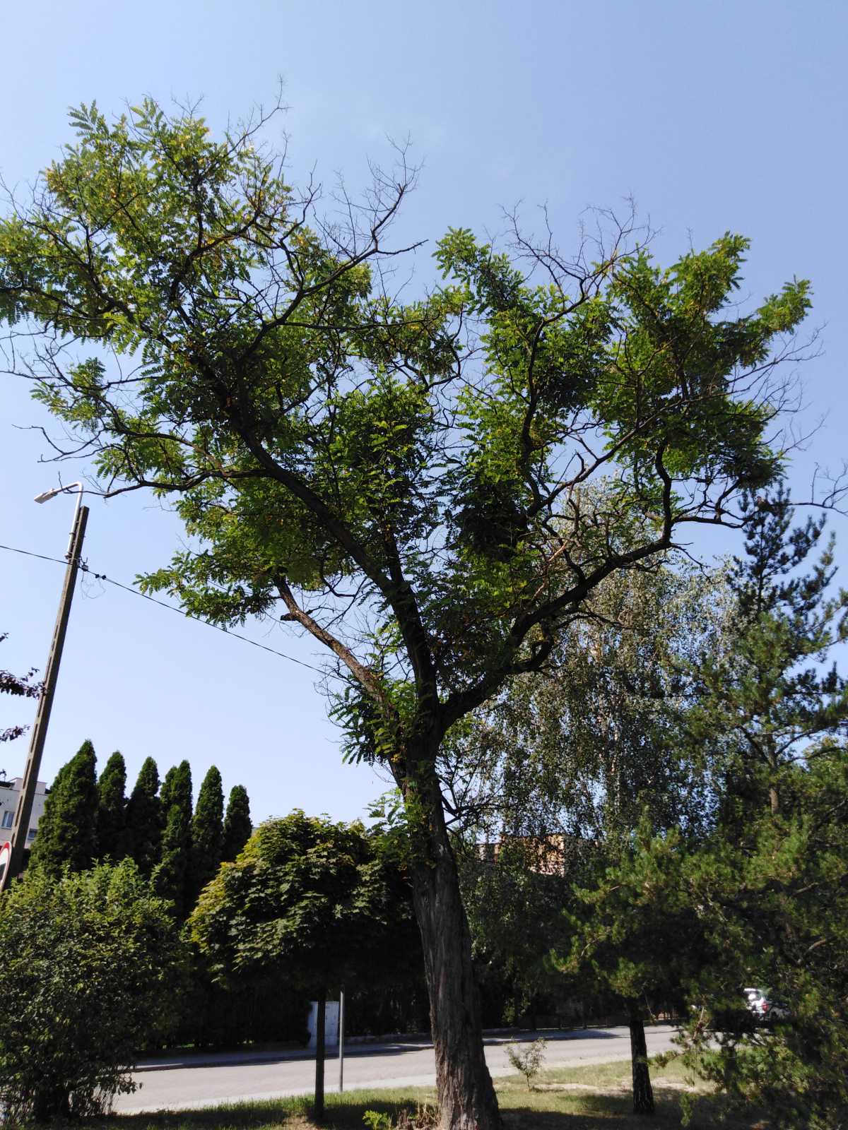 Robinia akacjowa