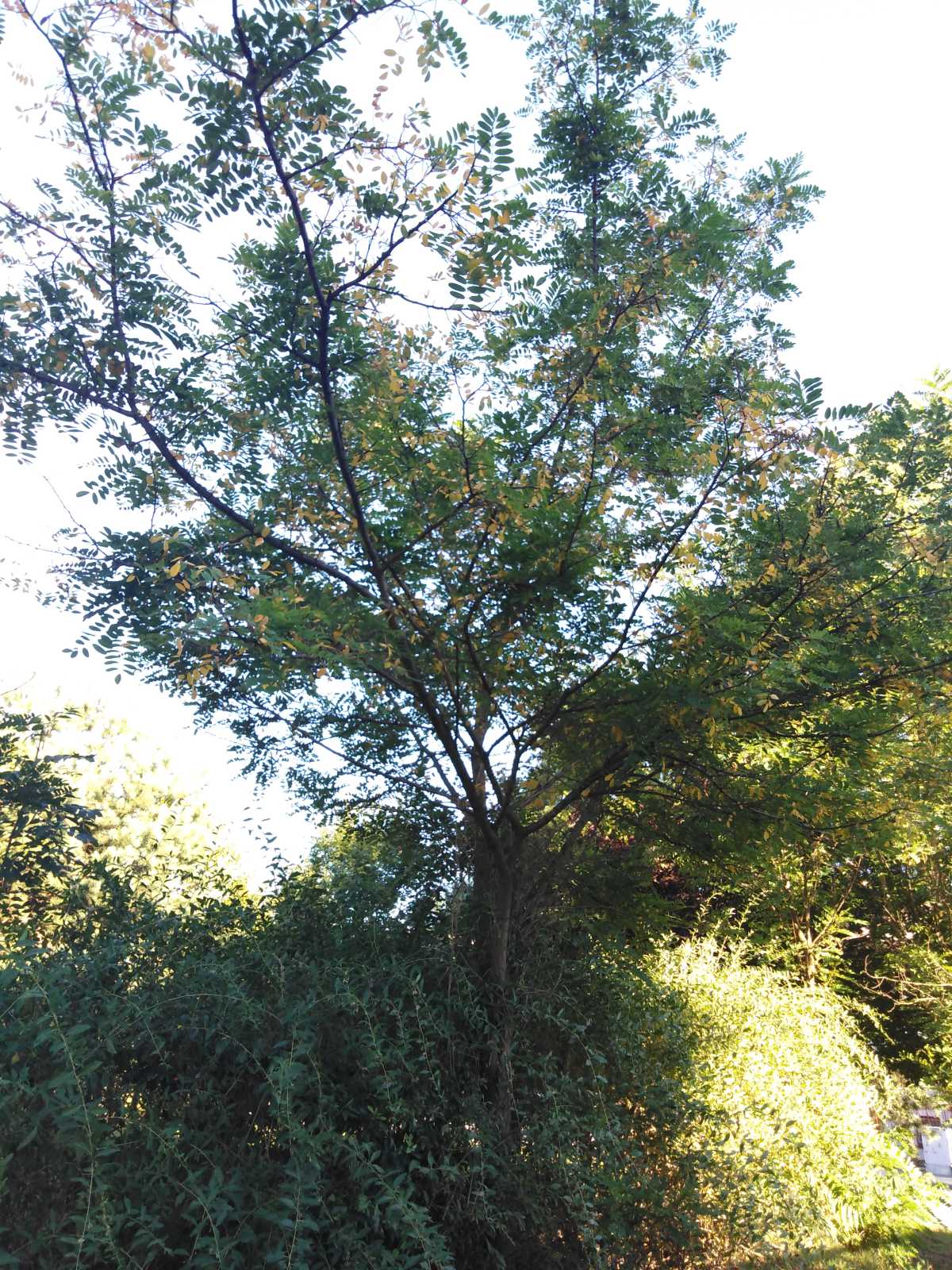 Robinia akacjowa