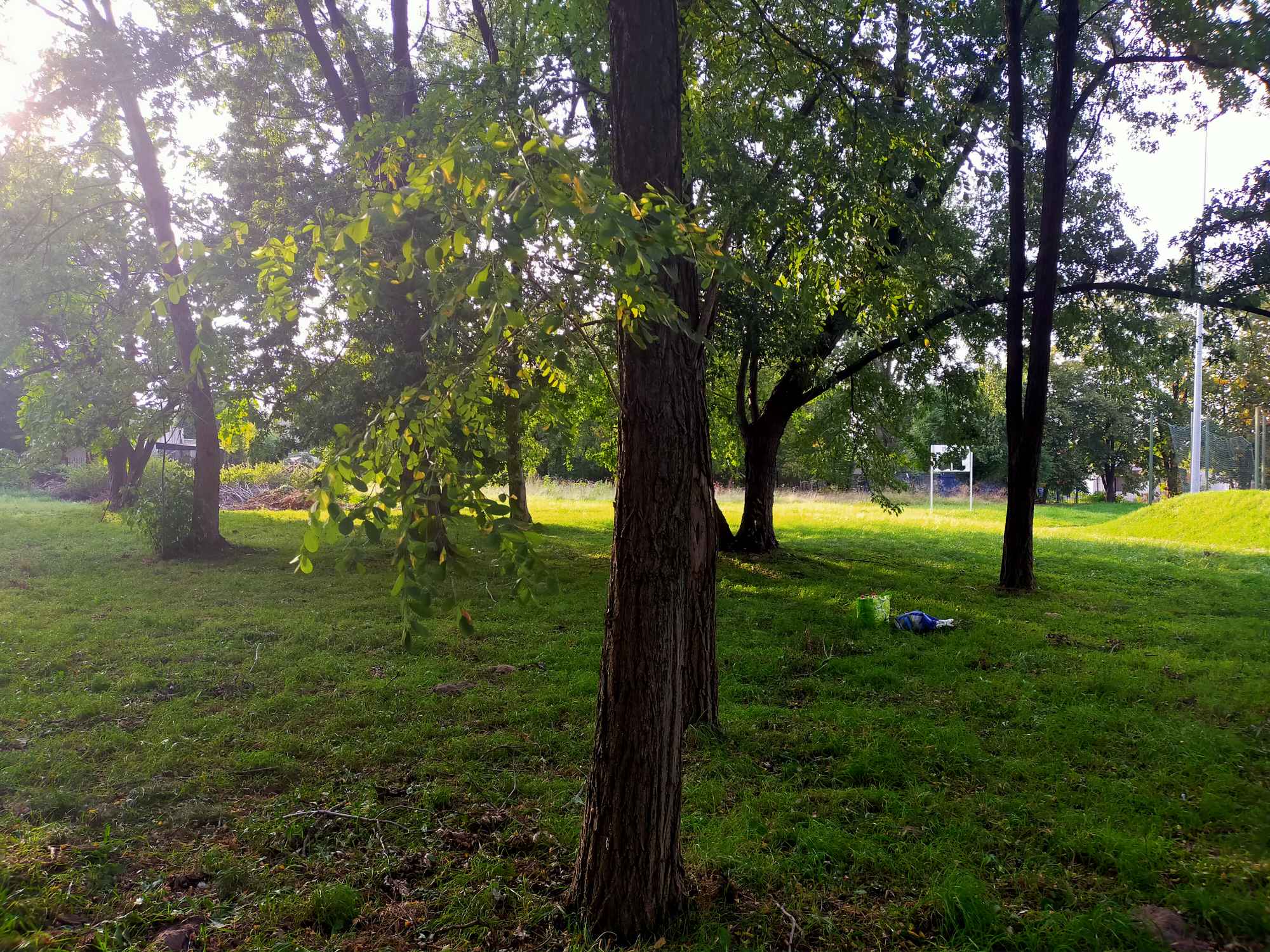 Robinia akacjowa