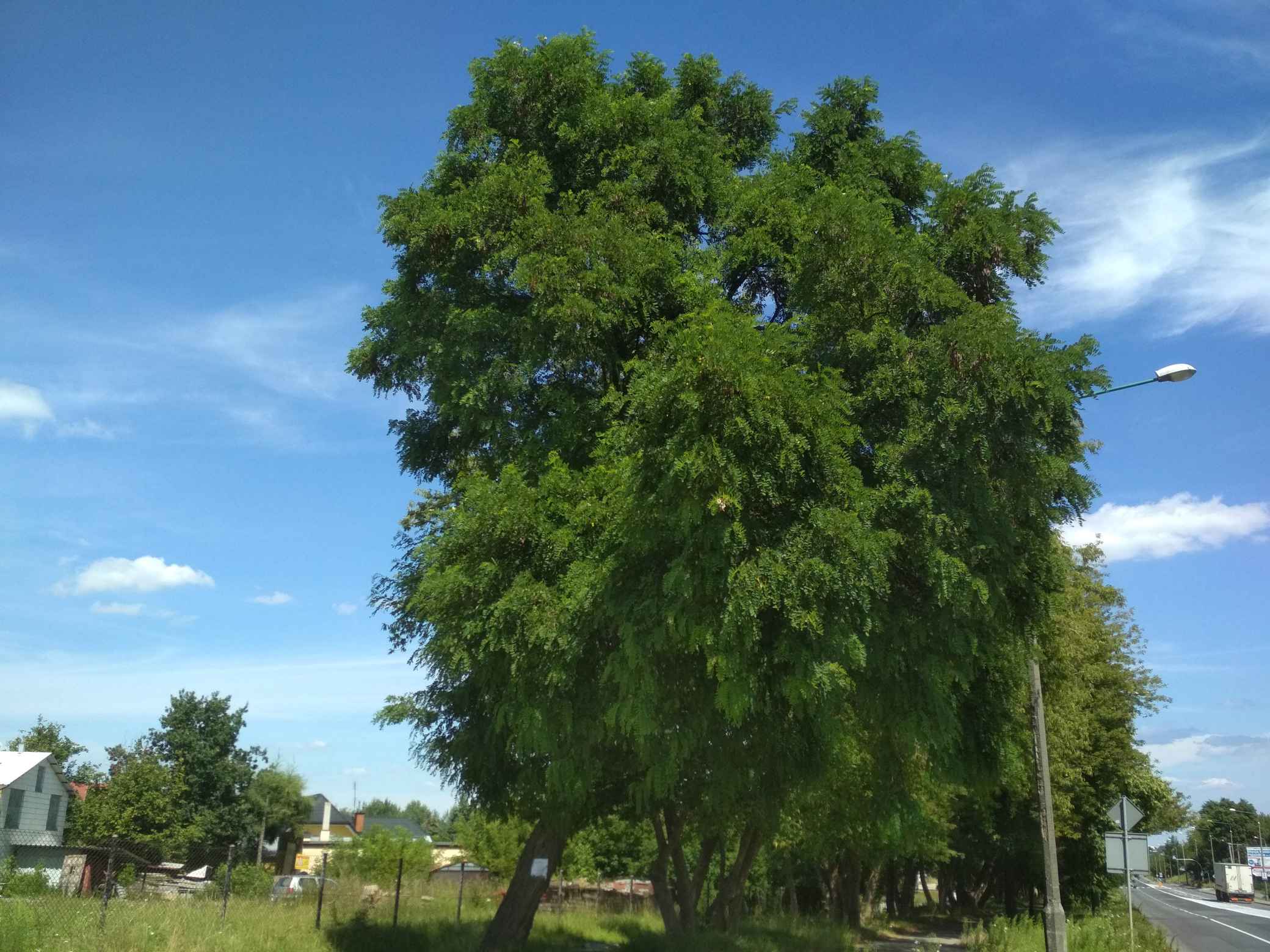 Robinia akacjowa