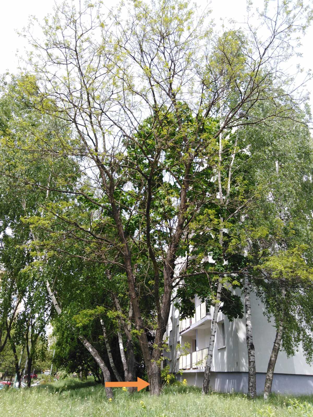 Robinia akacjowa