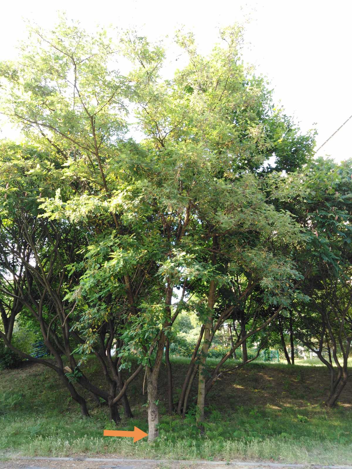 Robinia akacjowa