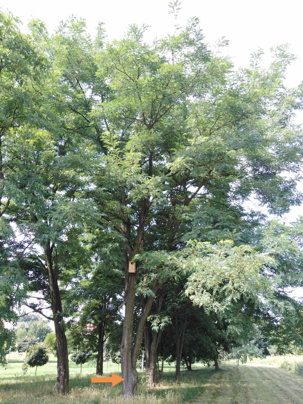 Robinia akacjowa