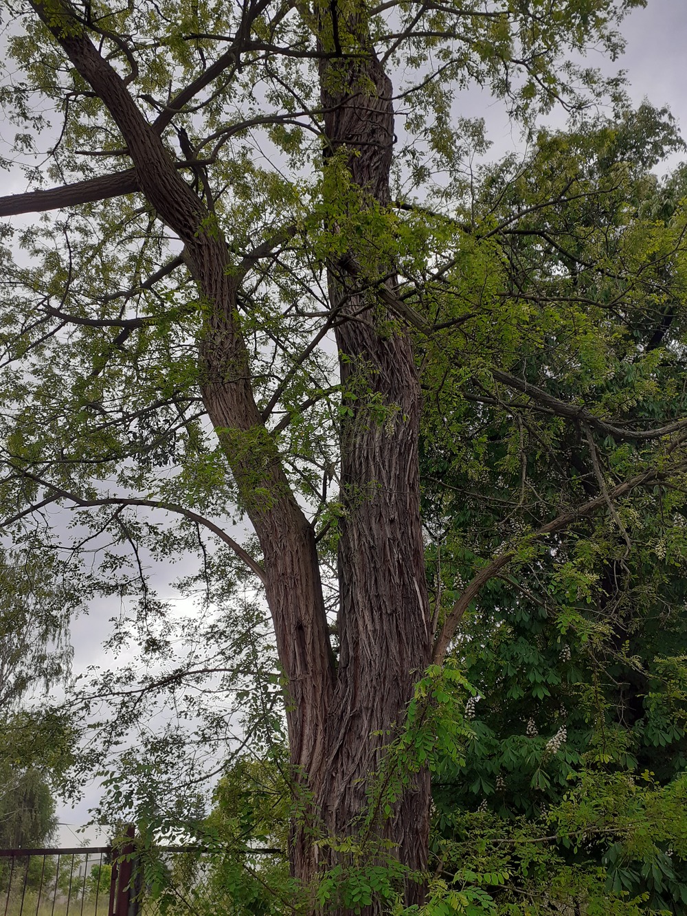 Robinia akacjowa