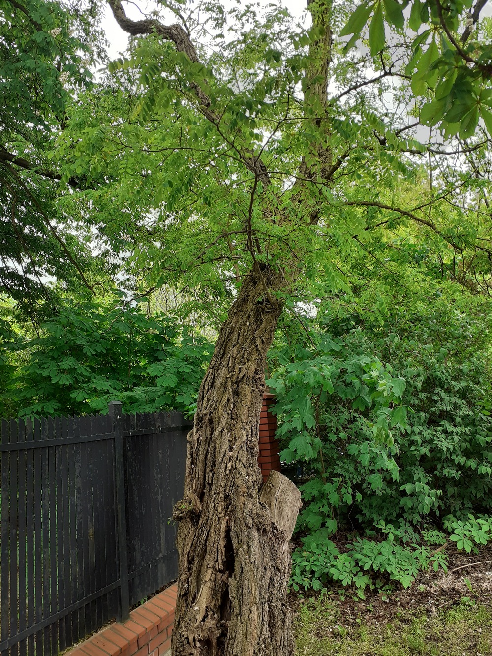 Robinia akacjowa