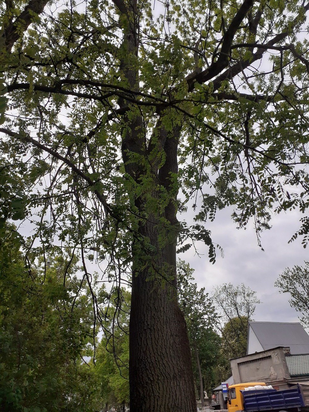 Robinia akacjowa