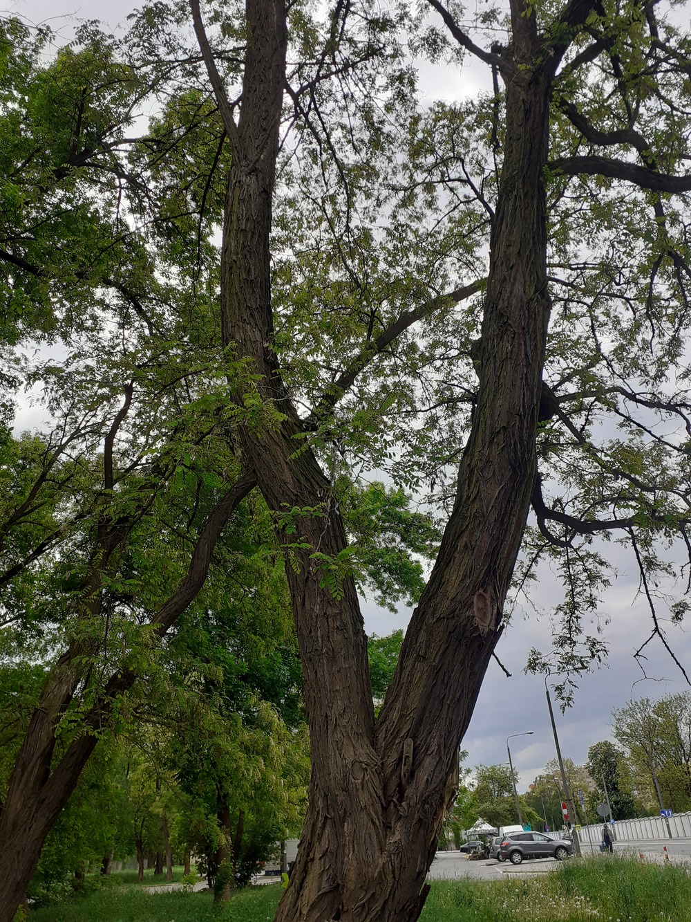 Robinia akacjowa