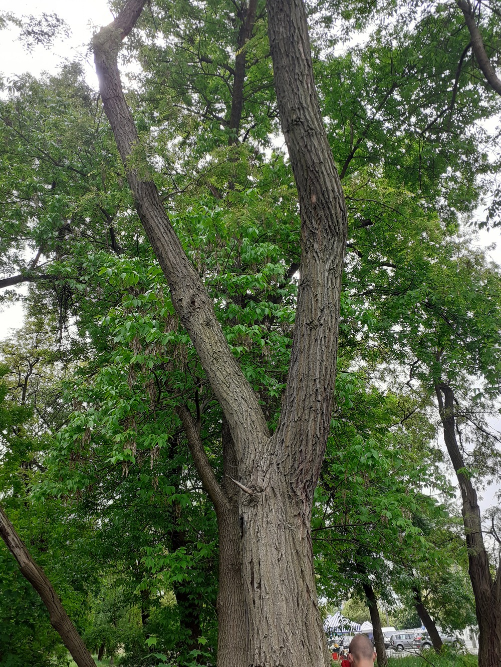 Robinia akacjowa