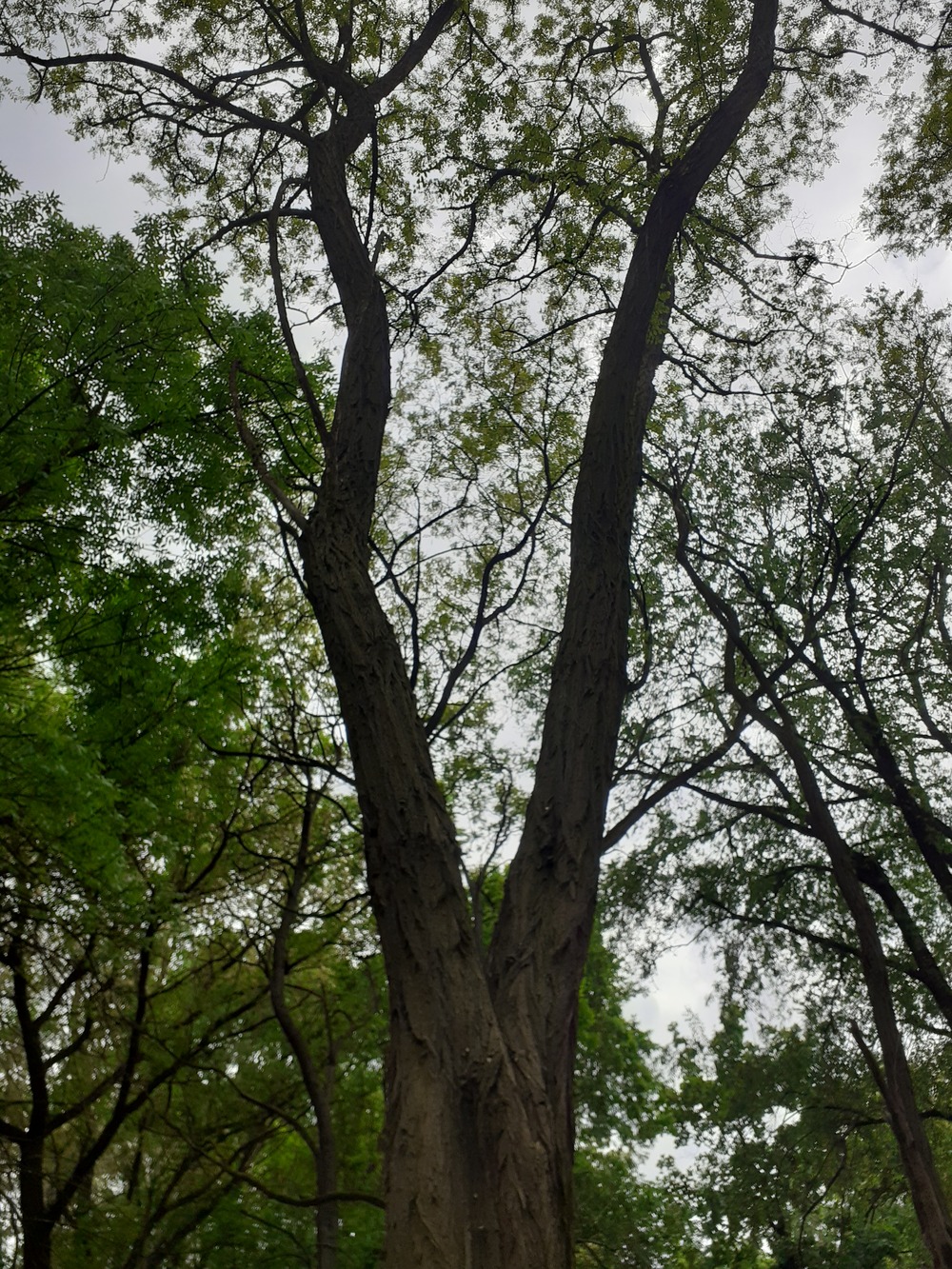 Robinia akacjowa