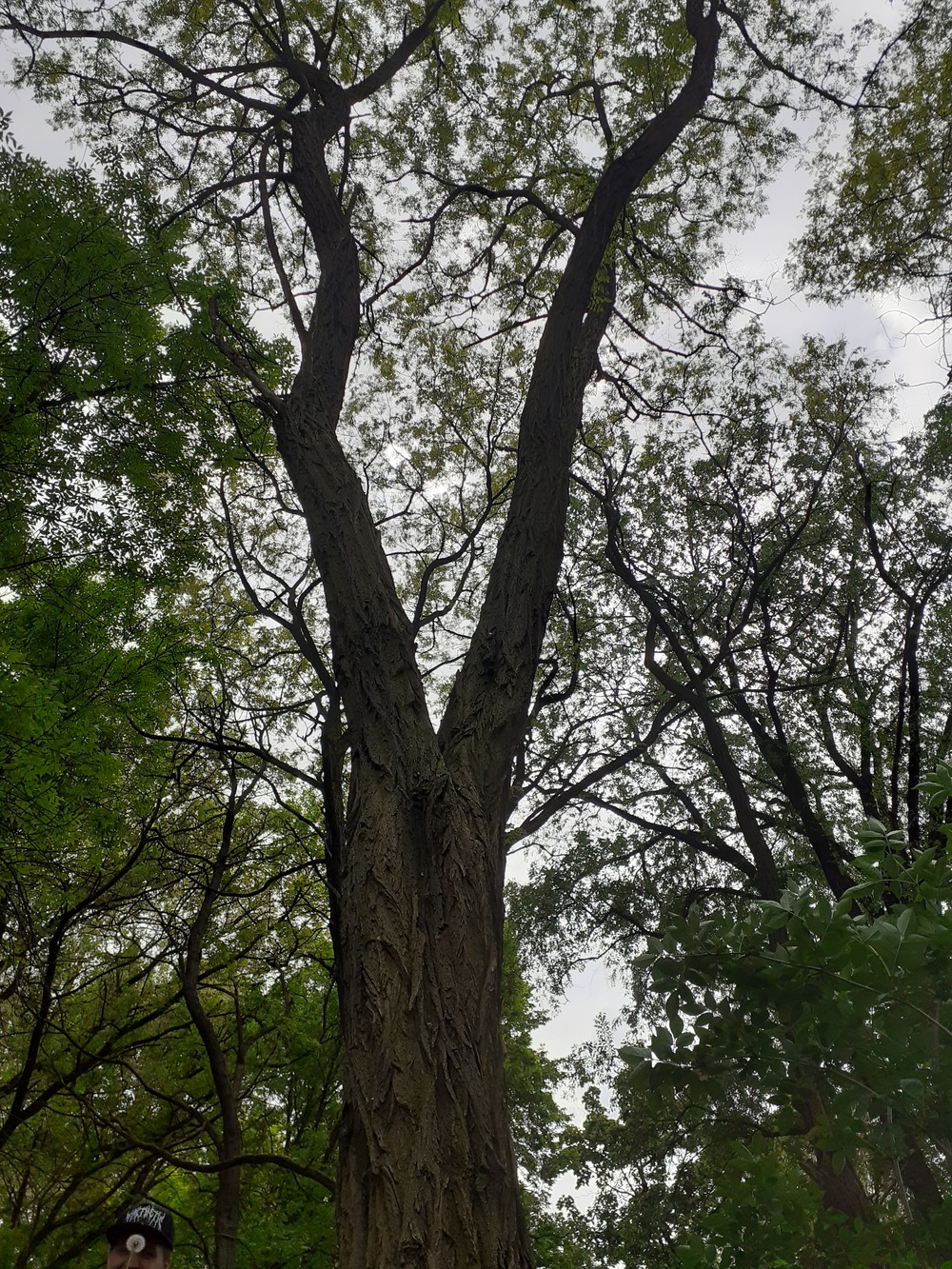 Robinia akacjowa