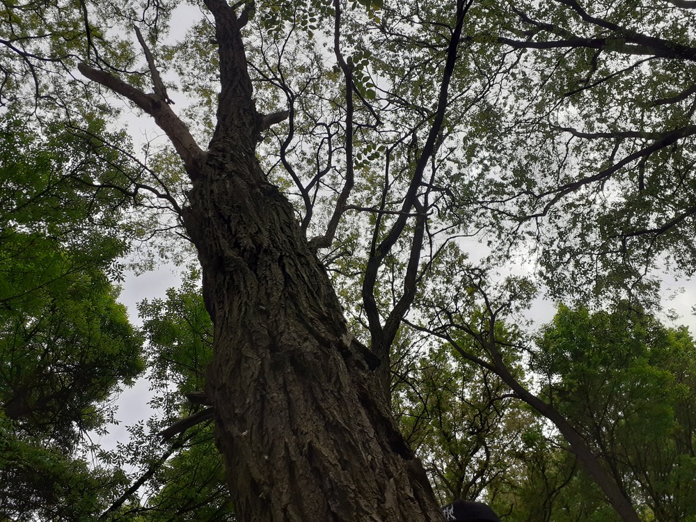 Robinia akacjowa