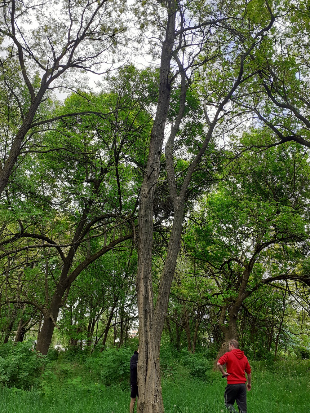 Robinia akacjowa