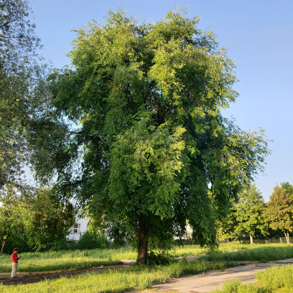 Wiąz syberyjski