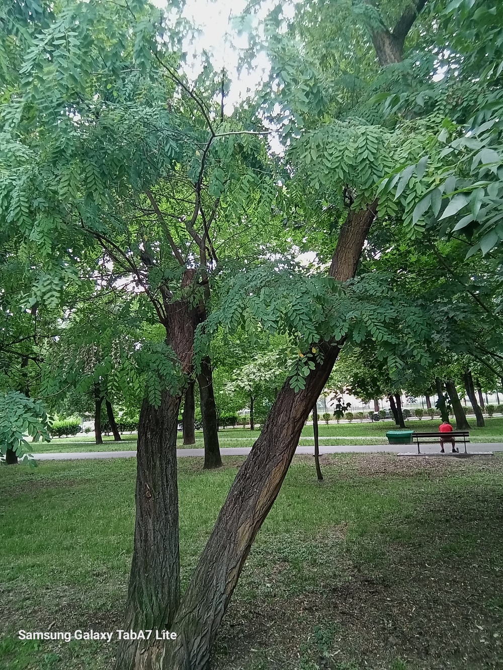 Robinia akacjowa