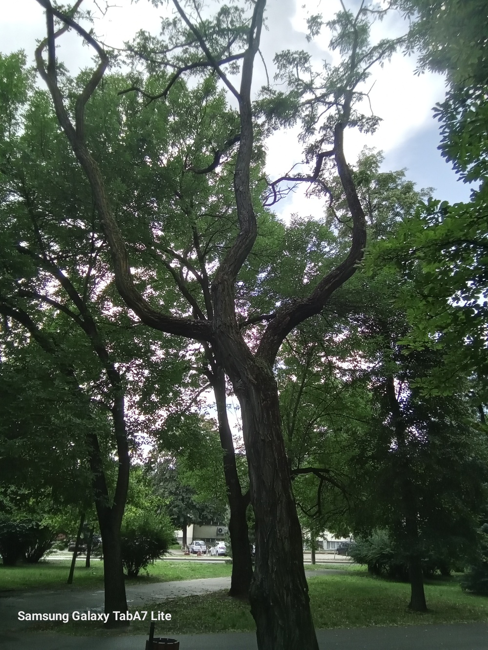 Robinia akacjowa