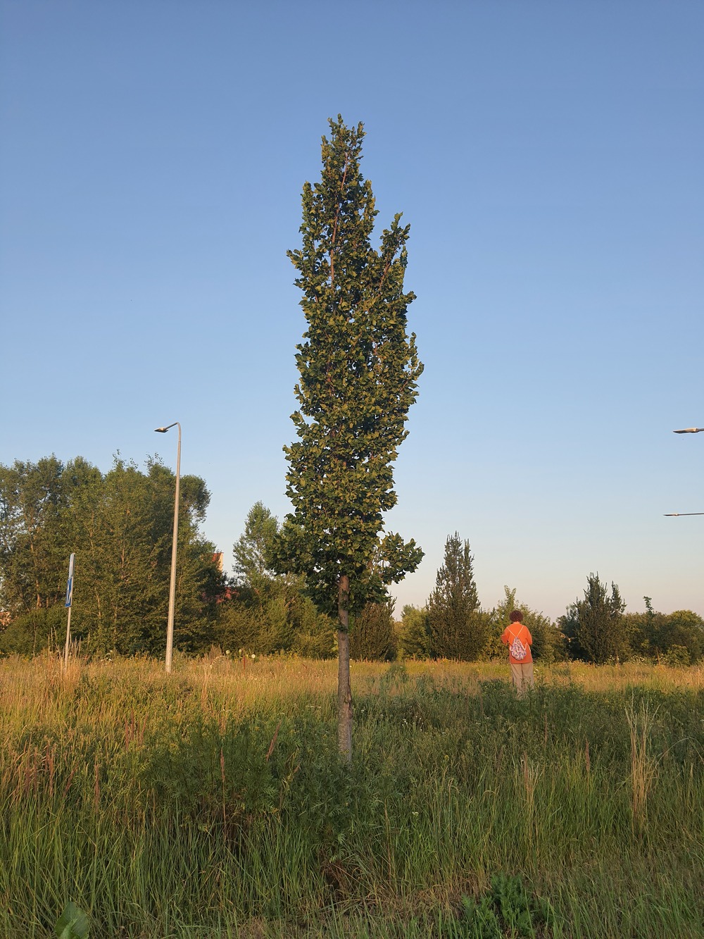 Wiąz holenderski