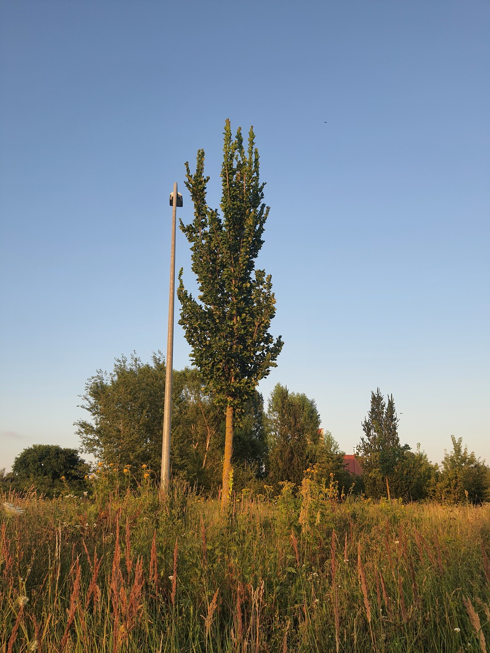 Wiąz holenderski