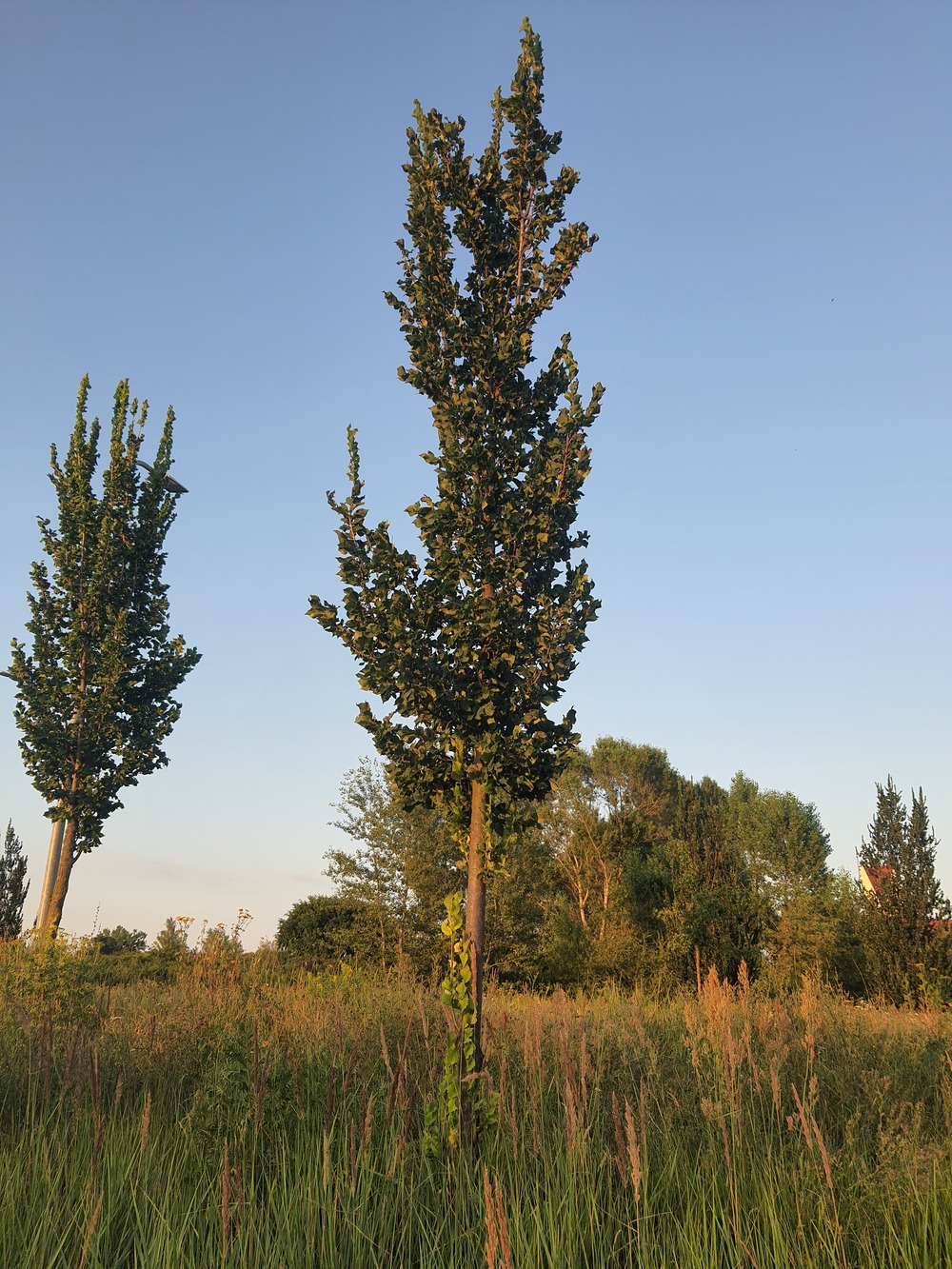 Wiąz holenderski