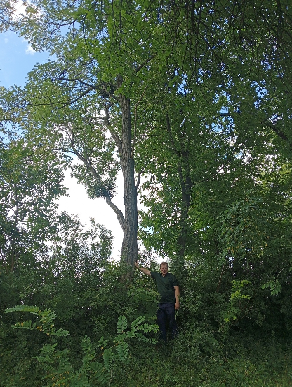 Robinia akacjowa